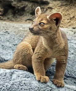Fossa Animal Cub Paint By Numbers
