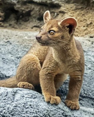 Fossa Animal Cub Paint By Numbers