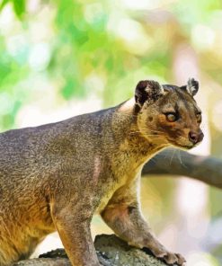 Fossa Animal Paint By Numbers