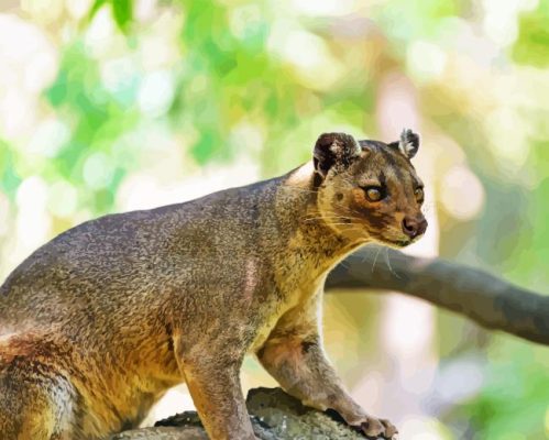 Fossa Animal Paint By Numbers