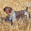 German Wirehaired Pointer Animal Paint By Numbers