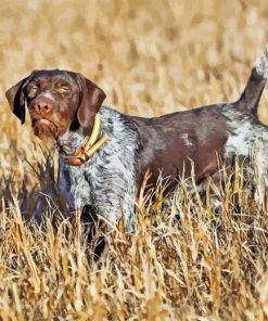 German Wirehaired Pointer Animal Paint By Numbers