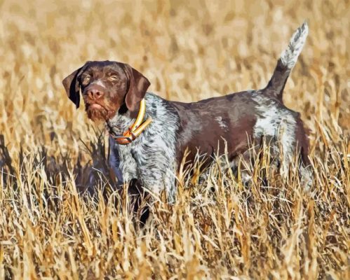 German Wirehaired Pointer Animal Paint By Numbers