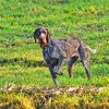 German Wirehaired Dog Paint By Numbers