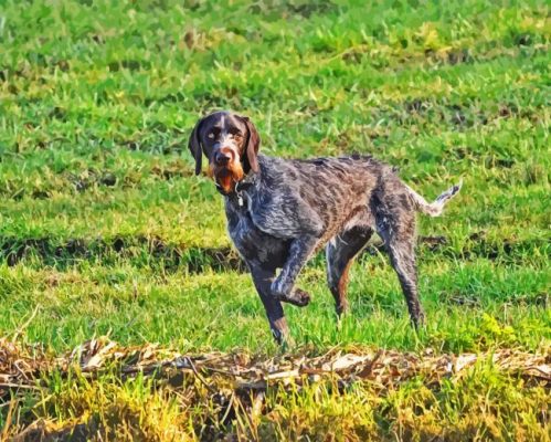 German Wirehaired Dog Paint By Numbers