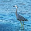 Heron By Sea Art Paint By Numbers