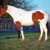 Pinto Horse Animal Paint By Numbers