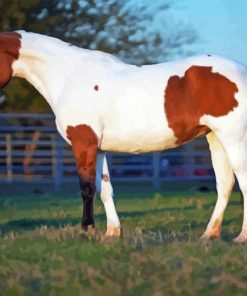 Pinto Horse Animal Paint By Numbers