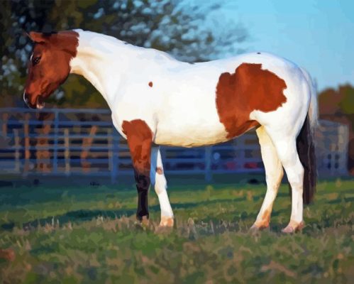 Pinto Horse Animal Paint By Numbers