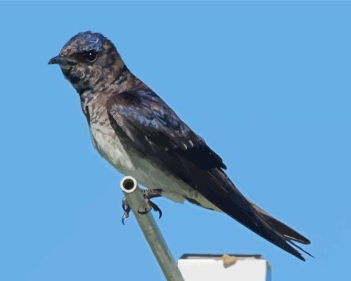 Purple Martin Bird Art Paint By Numbers