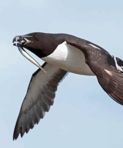 Razorbill Bird Flying Paint By Numbers