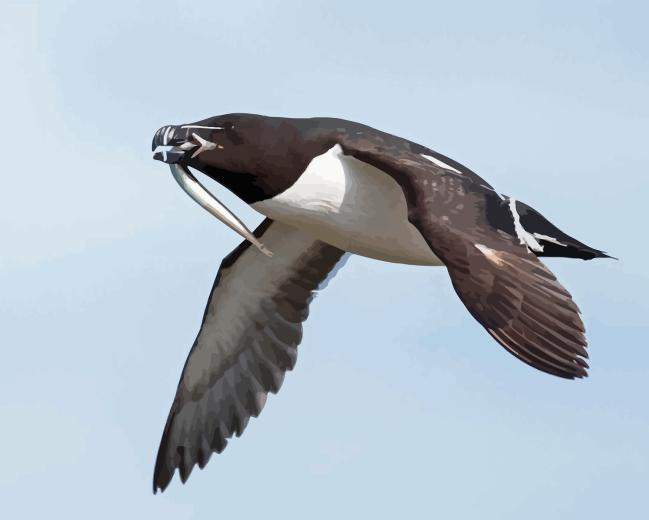 Razorbill Bird Flying Paint By Numbers