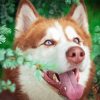 Red Husky Dog Paint By Numbers