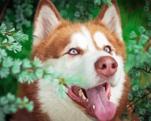 Red Husky Dog Paint By Numbers