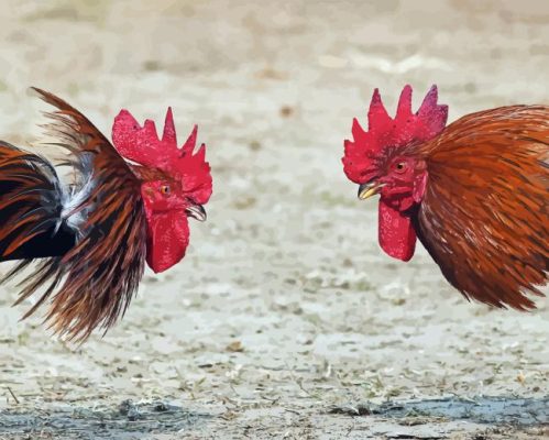 Rooster Fighting Birds Paint By Numbers