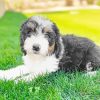 Sheepadoodle Dog Paint By Numbers