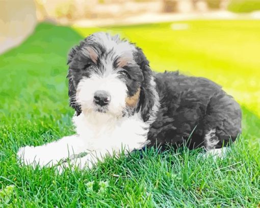 Sheepadoodle Dog Paint By Numbers