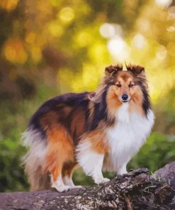Shetland Dog Animal Paint By Numbers