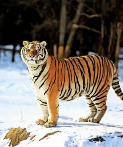Siberian Tiger Animal Paint By Numbers