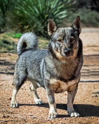 Swedish Vallhund Dog Paint By Numbers