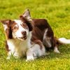 Welsh Sheepdog Dog Paint By Numbers