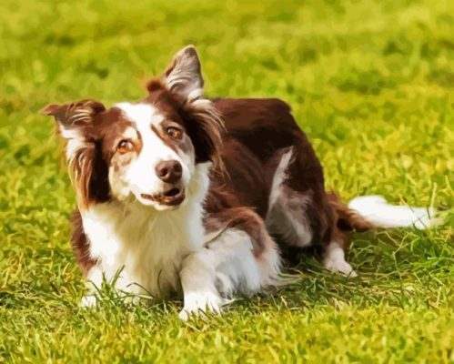 Welsh Sheepdog Dog Paint By Numbers