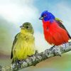Painted Bunting Pair Birds Paint By Numbers