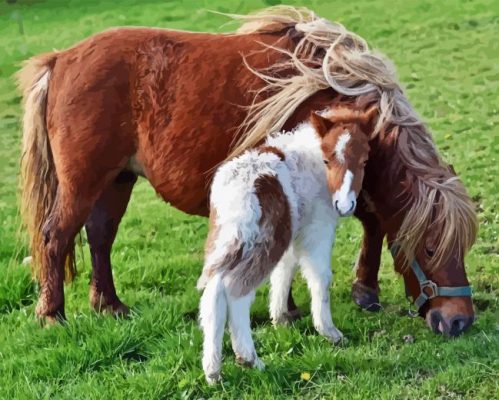 Shetland Pony Paint By Numbers