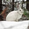Snowshoe Hare Animal Art Paint By Numbers