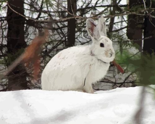 Snowshoe Hare Animal Art Paint By Numbers