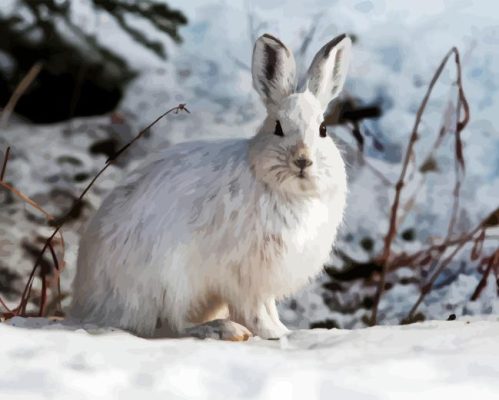 Snowshoe Hare Paint By Numbers