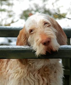 Spinone Italiano Dog Paint By Numbers