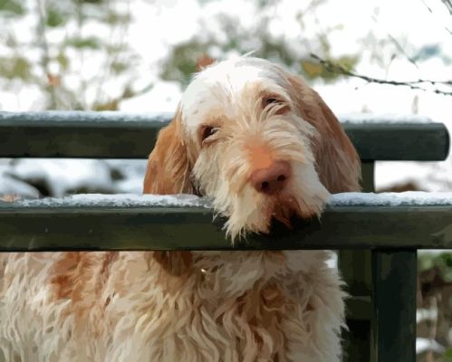 Spinone Italiano Dog Paint By Numbers