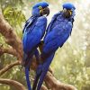 Two Blue Birds Art Paint By Numbers