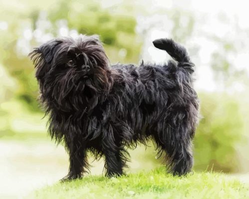 Affenpinscher Dog Paint By Numbers