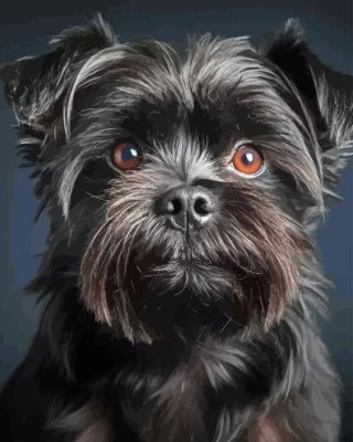 Affenpinscher Paint By Numbers