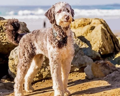 Aussiedoodle Paint By Numbers