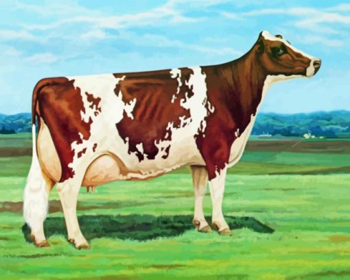 Ayrshire Cattle Paint By Numbers