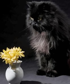 Black Persian Paint By Numbers