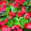 Begonia Plants Paint By Numbers