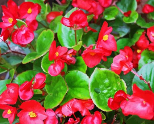 Begonia Plants Paint By Numbers