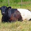 Belted Galloway Paint By Numbers
