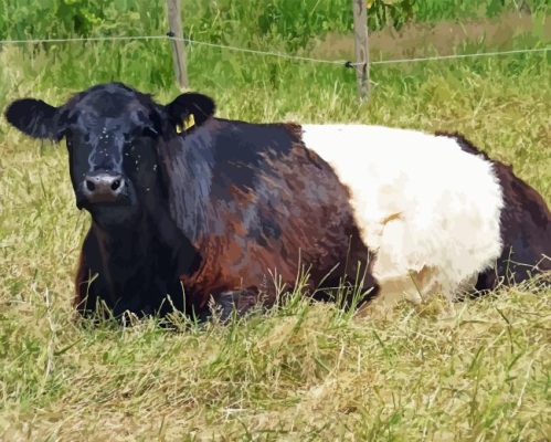 Belted Galloway Paint By Numbers