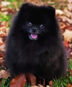 Black Pomeranian Paint By Numbers