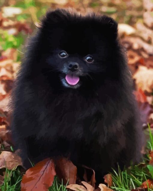 Black Pomeranian Paint By Numbers
