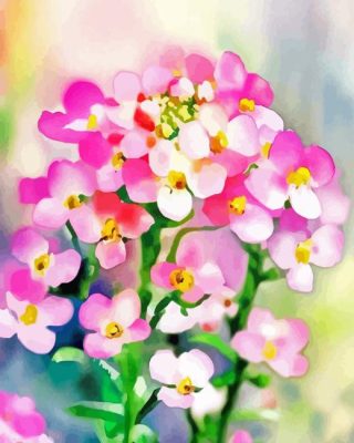 Blooming Pink Alyssum Paint By Numbers