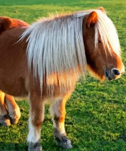 Brown Shetland Pony Paint By Numbers