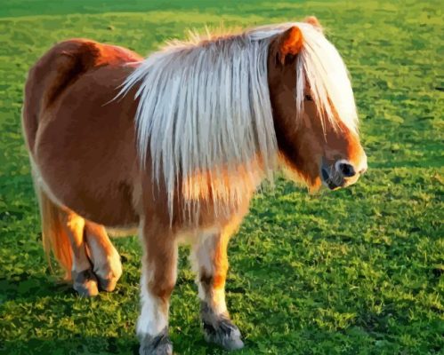 Brown Shetland Pony Paint By Numbers