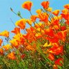 California Poppies Paint By Numbers