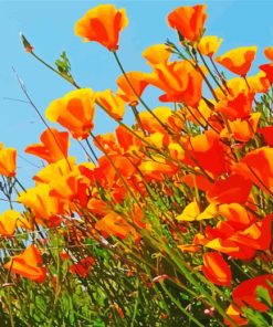 California Poppies Paint By Numbers